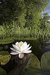 Click to see Y-nikon10-20f45-56g-JG59700.JPG