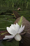 Click to see Y-nikon10-20f45-56g-JG59708-MOD.JPG