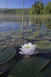 Click to see Y-nikon10-20f45-56g-JG59885.JPG