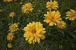 Click to see Y-nikon10-20f45-56g-JG59908.JPG