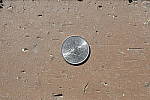 Click to see Y-nikond500-nikon28f14e-JG50126-CLOSE-FOCUS.JPG