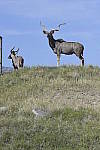 Click to see Y_DSC0432.JPG