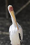 Click to see Y_DSC0535.JPG
