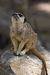 Click to see Y_DSC0565.JPG