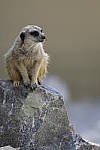 Click to see Y_DSC0578.JPG