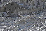 Click to see Y_DSC0585.JPG