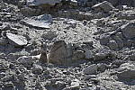 Click to see Y_DSC0599.JPG
