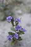 Click to see Y_DSC0740.JPG