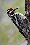 Click to see Y_DSC2794.JPG