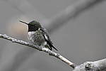 Click to see Y_DSC2852.JPG