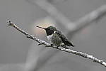 Click to see Y_DSC2855.JPG