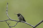 Click to see Y_DSC2862.JPG