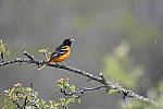 Click to see Y_DSC2870.JPG