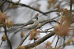 Click to see Y_DSC2947.JPG