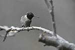 Click to see Y_DSC2965.JPG
