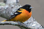 Click to see Y_DSC3018-MOD.JPG