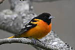 Click to see Y_DSC3018.JPG