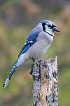 Click to see Y_DSC3037-MOD.JPG