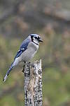 Click to see Y_DSC3037.JPG