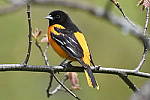 Click to see Y_DSC3100.JPG
