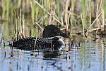 Click to see Y_DSC3222.JPG