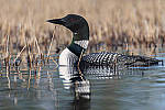 Click to see Y_DSC3255-MOD.JPG