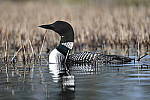 Click to see Y_DSC3255.JPG