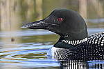Click to see Y_DSC3305.JPG