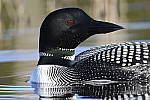 Click to see Y_DSC3308.JPG