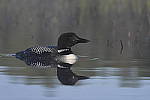 Click to see Y_DSC3442.JPG