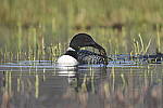 Click to see Y_DSC3453.JPG