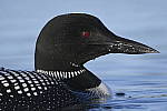 Click to see Y_DSC3471.JPG