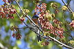 Click to see Y_DSC3517.JPG
