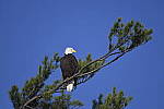 Click to see Y_DSC3666.JPG