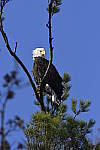 Click to see Y_DSC3751.JPG
