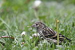 Click to see Y_DSC3909.JPG