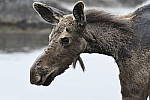 Click to see Y_DSC4011.JPG