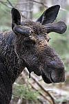Click to see Y_DSC4149-MOD.JPG