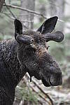 Click to see Y_DSC4149.JPG