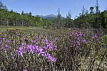 Click to see Y_DSC4201.JPG