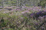 Click to see Y_DSC4206.JPG