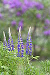 Click to see Y_DSC4427.JPG