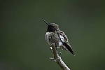 Click to see Y_DSC4456.JPG
