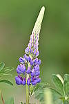 Click to see Y_DSC4484.JPG