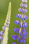 Click to see Y_DSC4505-MOD.JPG