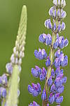 Click to see Y_DSC4505.JPG