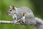 Click to see Y_DSC4532.JPG