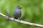 Click to see Y_DSC4575.JPG