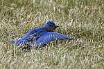 Click to see Y_DSC4890.JPG
