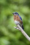 Click to see Y_DSC4927.JPG
